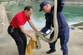 蛇年将至，南靖这个游泳池有蛇出没！图片