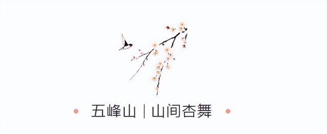 济南杏花已经盛开！这些赏花地又美又出片！