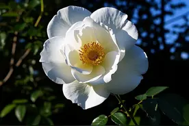 手机在自然光下如何拍出深色背景图片