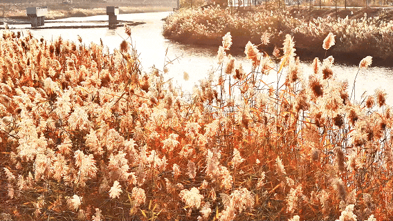 鱼台限定！芦苇荡的浪漫已上线