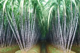 甘蔗种植技术图片