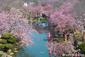 苏州周边的春日顶流！坐上高铁去打卡！图片