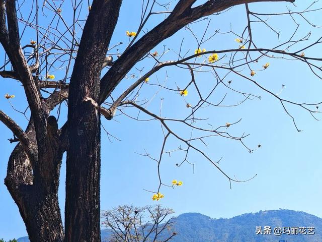 黄花风铃木，初春渐入佳境