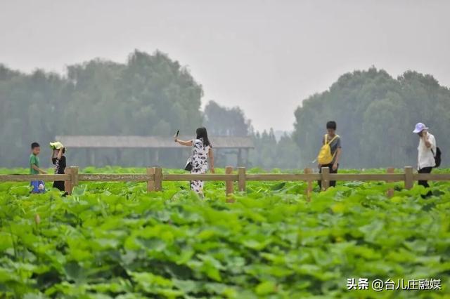 学生春假及五一去哪儿玩？台儿庄六大景区门票免费！