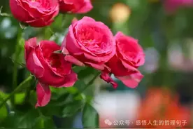 花开的文案高级感短句，被鲜花治愈的文案图片