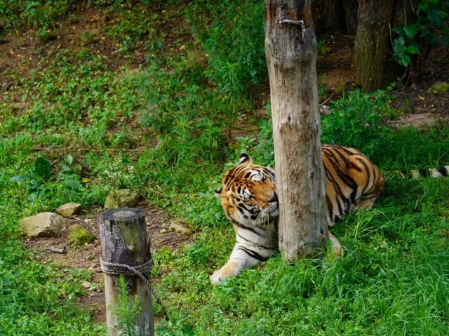 山东有自己的“疯狂动物城”！