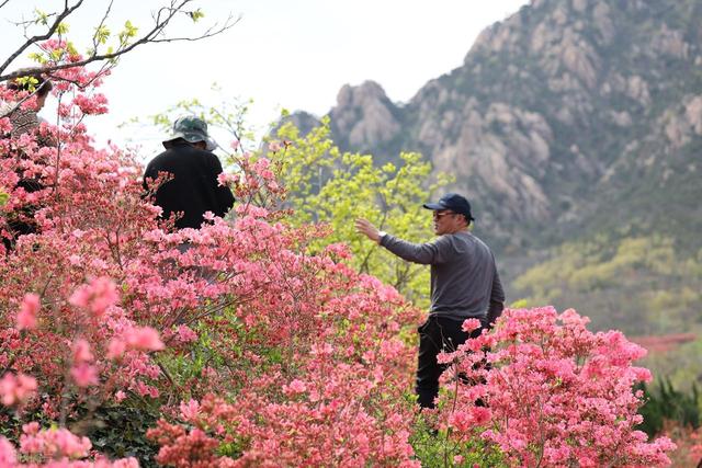 满山遍野的映山红