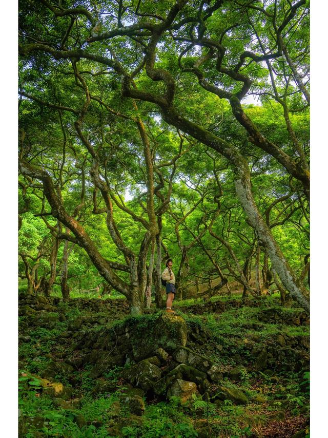 广州藏了片“塞尔达魔幻森林”千年古榄树+青苔秘境，市区1h直达