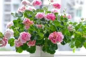 “旱不死”的10种花，夏天越旱越茂盛，越旱越爱开花图片