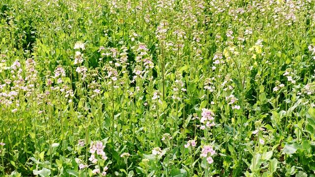 春风拂面绿意浓 踏青寻春正当时