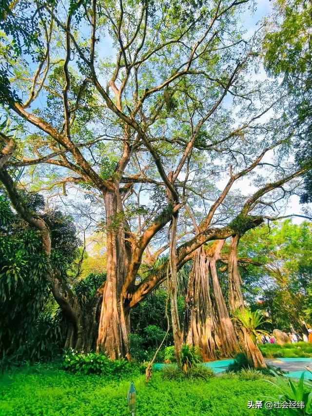 每日一景|百年榕树枝繁叶茂，瑞丽独树自成林海