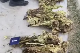 男子偷挖天山雪莲4年攒了5000株，保护珍稀植物刻不容缓图片