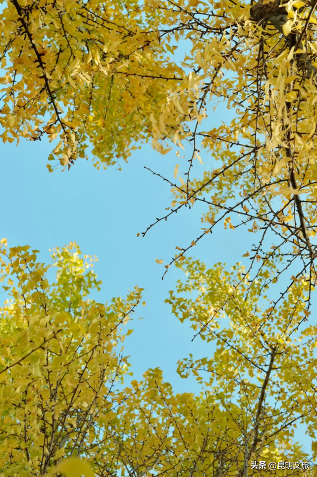 跟着赛事游昆明｜昆明金色信号已满格！这份“市区寻金图鉴”带你解锁冬日温柔