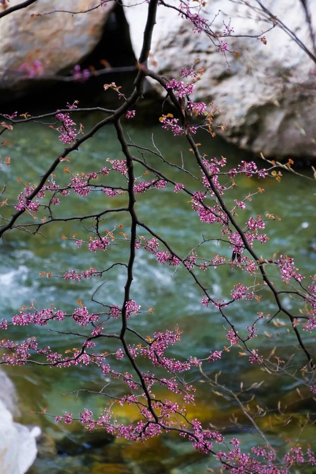 实况直击｜唐家河紫荆盛花期已至 花海打卡拍照直接封神