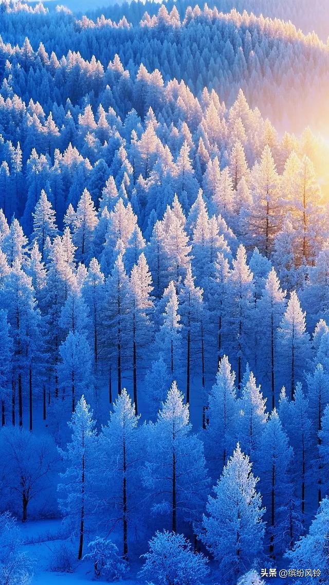 雪裹秋光，树栖金芒