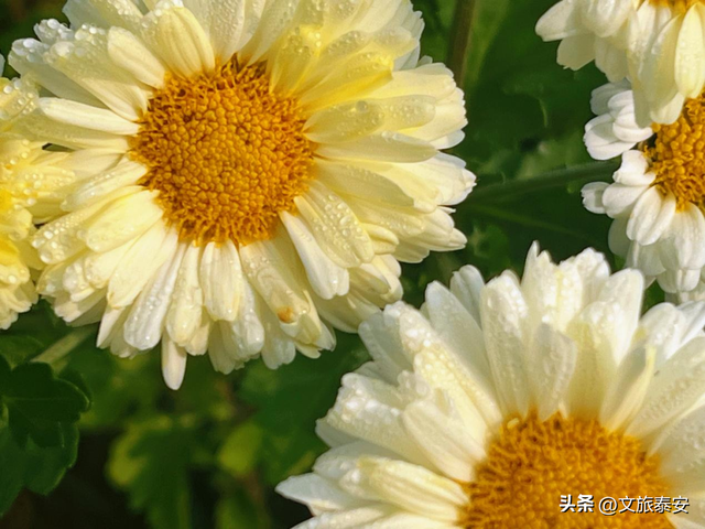 双节游泰安 | “村”游订单已生成~来泰安玩点儿“野”的！（附采摘地图）