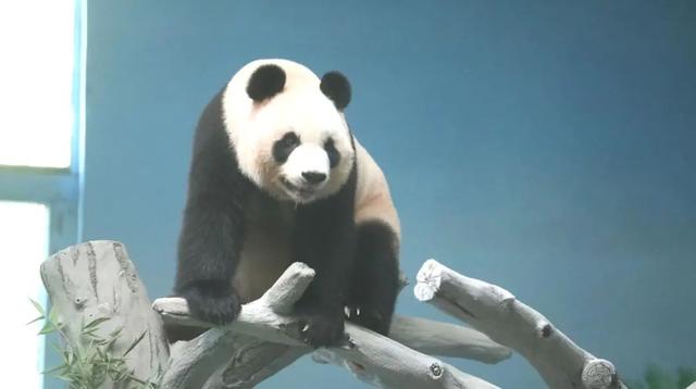 临沂首届熊猫文化节将于8月2日开幕，届时大熊猫“苏星”“冰晶”将与广大游客见面
