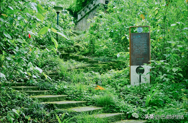 北碚公园竟是"大熊猫"命名地，原来藏着这么多秘密