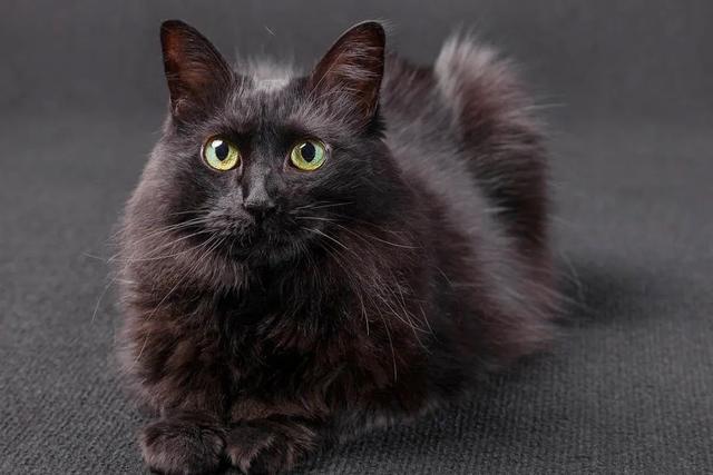 全世界100个宠物猫品种大赏！