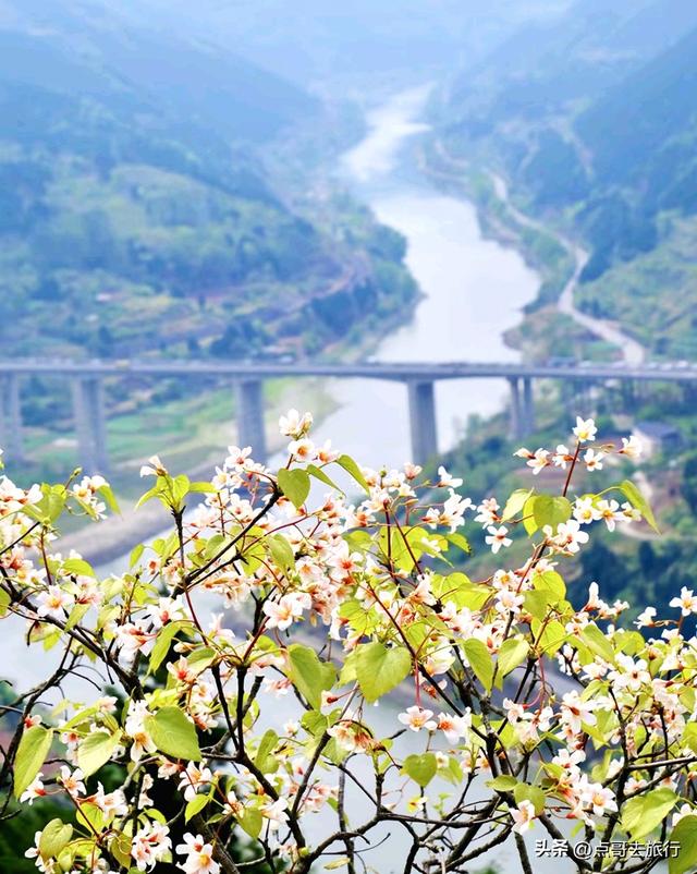 成都最大规模桐子花开了，漫山遍野超级惊艳，太适合现在去旅行！