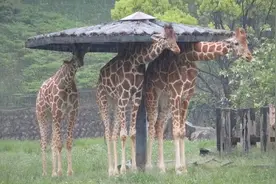 长颈鹿躲雨，既搞笑又让人心疼图片