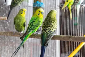 【绘画参考】盘点常见的十种鹦鹉，第七最长寿，第一最可爱图片