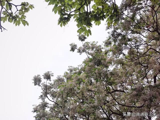 苦楝树迎来盛花期 市民游客争相打卡