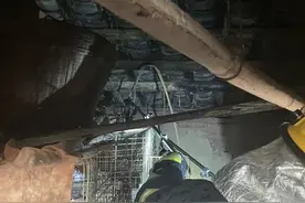 蛇踞民宅屋顶？“蓝朋友”出手解民忧！图片