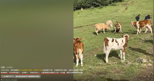 真相大白！男子遭牛群踩踏，不是因为挑逗，知情人透露 目标不是人