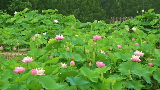 浦口这朵荷花会 “七十二变”