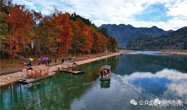 现场报道：温州这处红枫古道枫红正艳，错过要落叶！