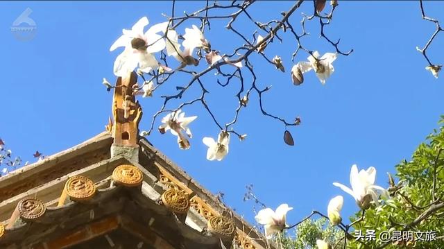 冬日暖阳正好~昆明这里的玉兰初放，一起来乐享静时光