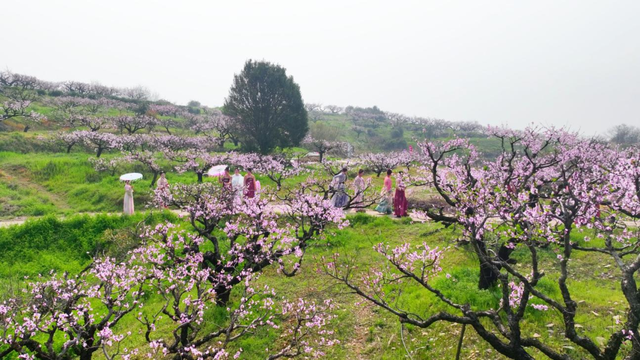孝昌：许你一场春日“桃花源”