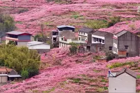 3月成都龙泉桃花盛宴来袭!这6大爆火打卡地保姆级攻略请收好图片