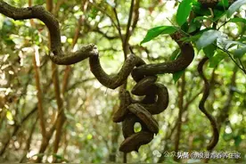 可以生长千年的植物，而且名称很霸气，它就是～“过岗龙”图片