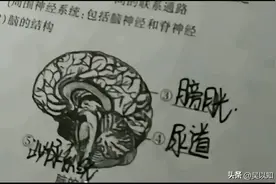是真的不敢睁开眼，老师那些年遇到的可爱学生们的，答题？图片