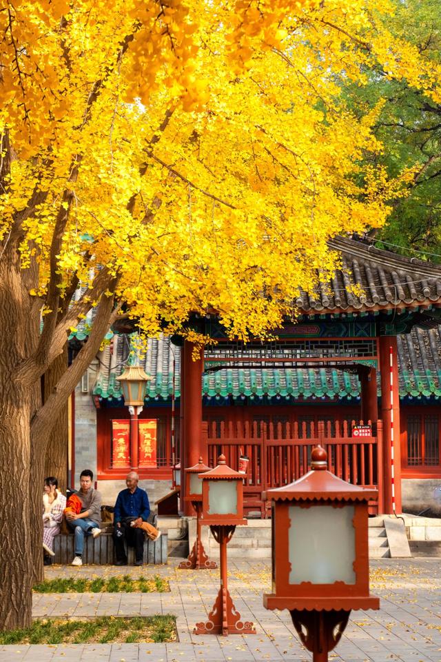 北京最爱的秋日清幽之地，曾经最高学府国子监，金黄的银杏美爆了