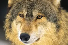 剿匪狼事：尖刀班陷入狼围，神枪手连杀六狼，却三枪打不死大狼王图片