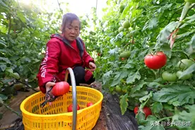 种蔬菜用小苏打，四大作用超乎你的想象，食用和农用哪个效果好图片