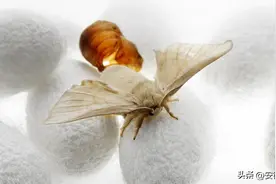 一生可变6种药材，最贵的一种170一公斤，养殖风险几乎为零图片