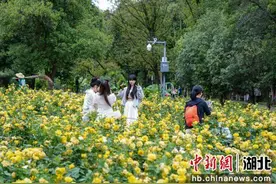 武汉东湖落雁景区玫瑰月季竞相绽放图片
