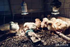 不服不行！在家这样孵化小鸡，出壳率高抵抗力强，0损耗图片