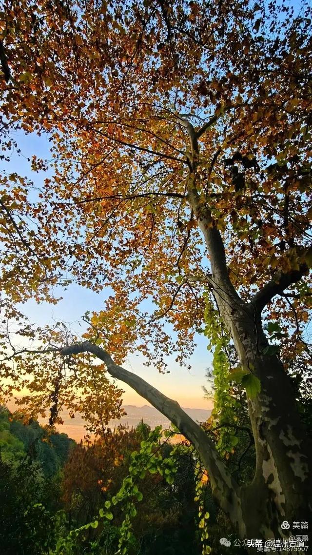 浙处丹霞地貌秋色斑斓超壮观，秋日必打卡之地！
