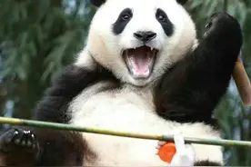 韩国人声势浩大四处维权，让中国归还福宝！我国居然有人支持？图片