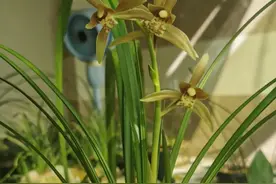 花旺人不旺，千万别在家里养这4种花，可别不当一回事图片