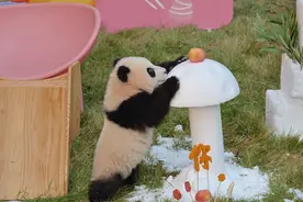 重庆动物园大熊猫“三妹”半岁了！活泼可爱尽显 “辣妹子” 性格图片