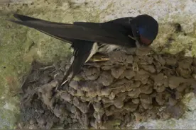 院子里要是来了5种动物，只能驱赶，不能打死，这5种动物是什么？图片