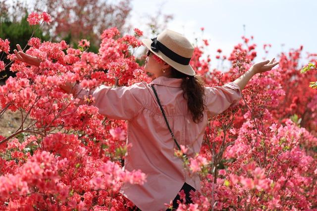 满山遍野的映山红