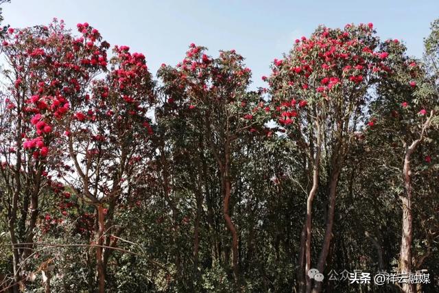 旅居祥云 | 野猫山的杜鹃花海
