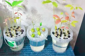 5种“水果核”别扔了，丢进小花盆，15天长成小森林，很治愈图片